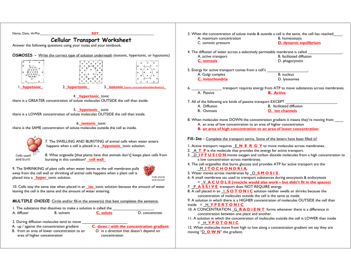 Cell transport review worksheet pdf