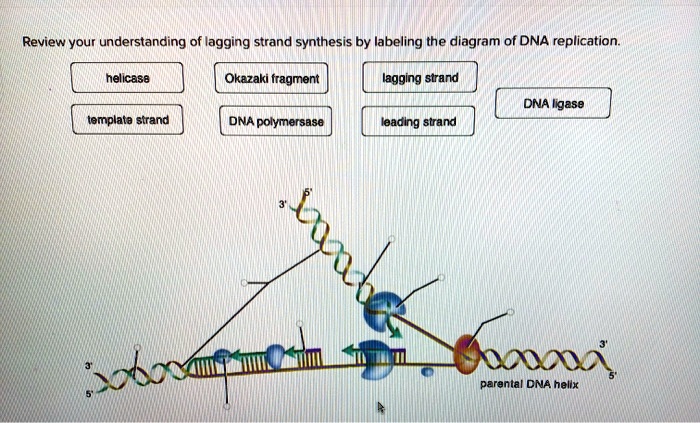 Lagging leading molecules dna basis strands difference