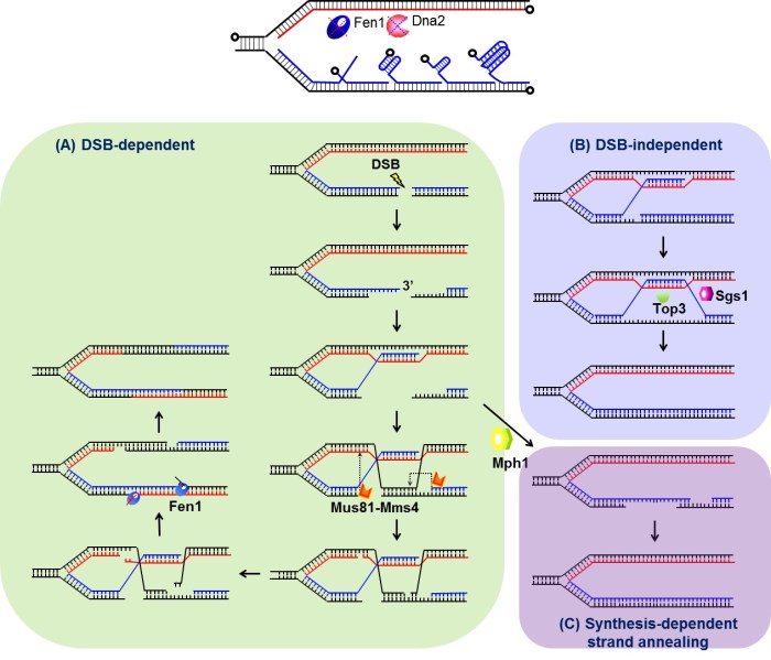 Leading strand lagging synthesis coordinating strands gif polymerases apart move figure