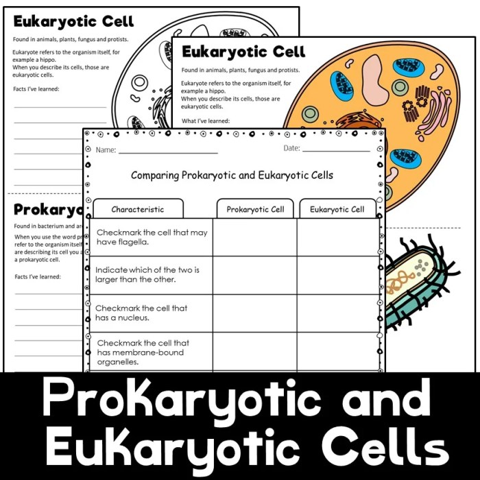 Prokaryote and eukaryote cells worksheet