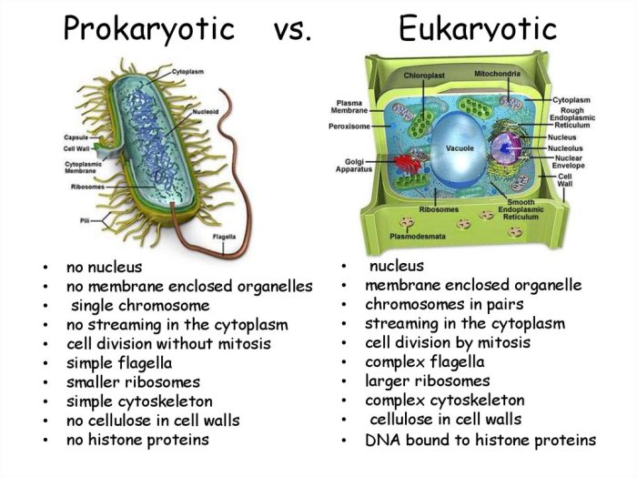 Prokaryote and eukaryote cells worksheet