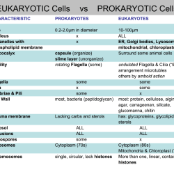 Prokaryote and eukaryote cells worksheet