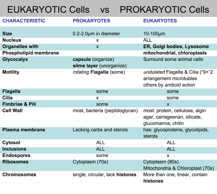 Prokaryote and eukaryote cells worksheet