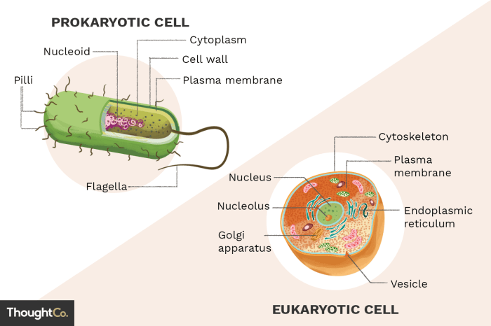 Prokaryote and eukaryote cells worksheet