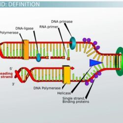 Lagging strand synthesis dna replication