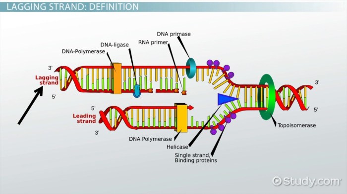 Lagging strand synthesis dna replication