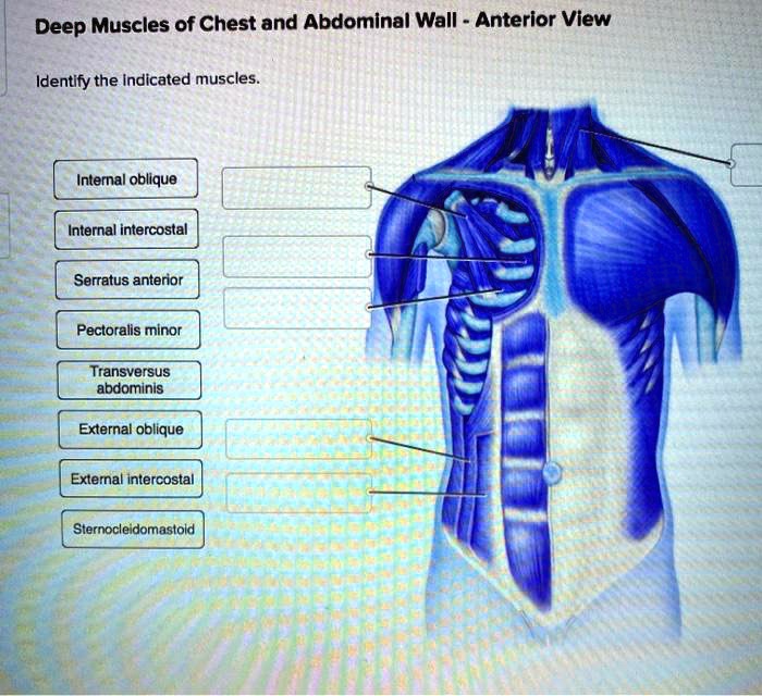 Identify the muscles indicated in figure 23.7