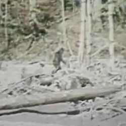 Bigfoot and the scientific method answer key