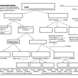 Transport graphic organizer cell preview