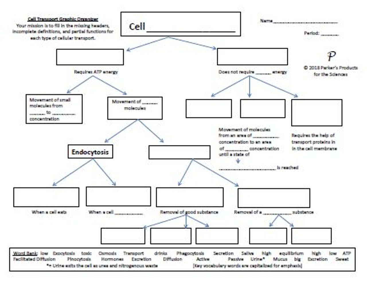 Transport graphic organizer cell preview