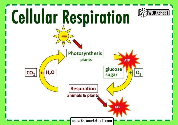 Comparison of photosynthesis and cellular respiration worksheet