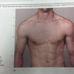 Forearm cadaver indicated chegg physiology