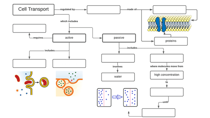 Cell transport graphic organizer answer key pdf