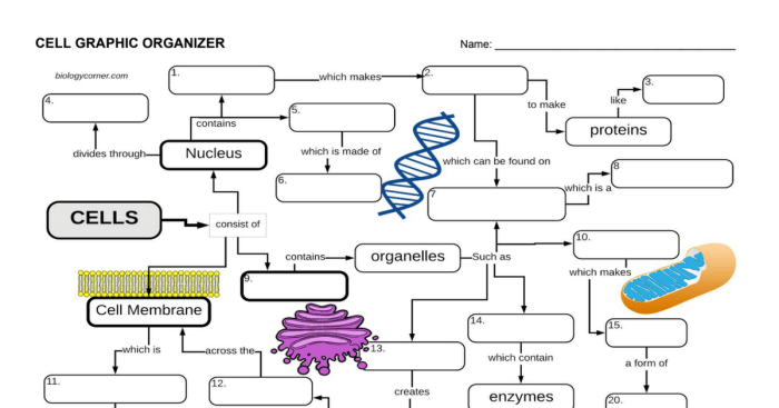 Cell transport graphic organizer answer key pdf